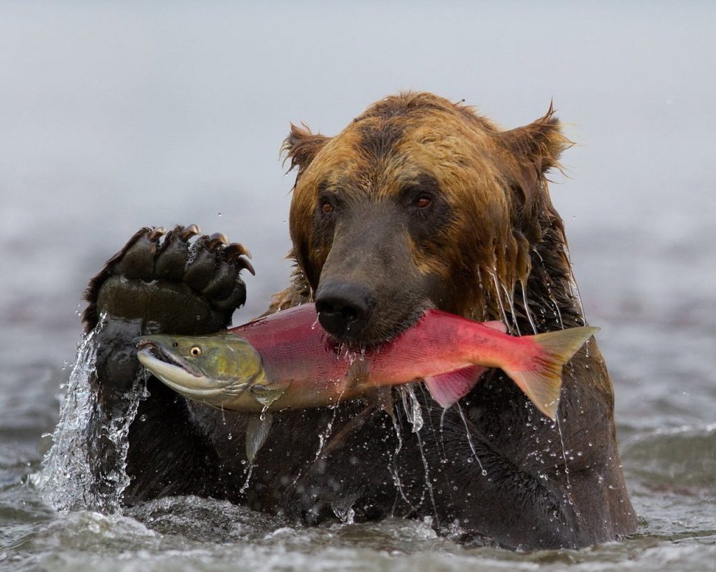 Наша Камчатка